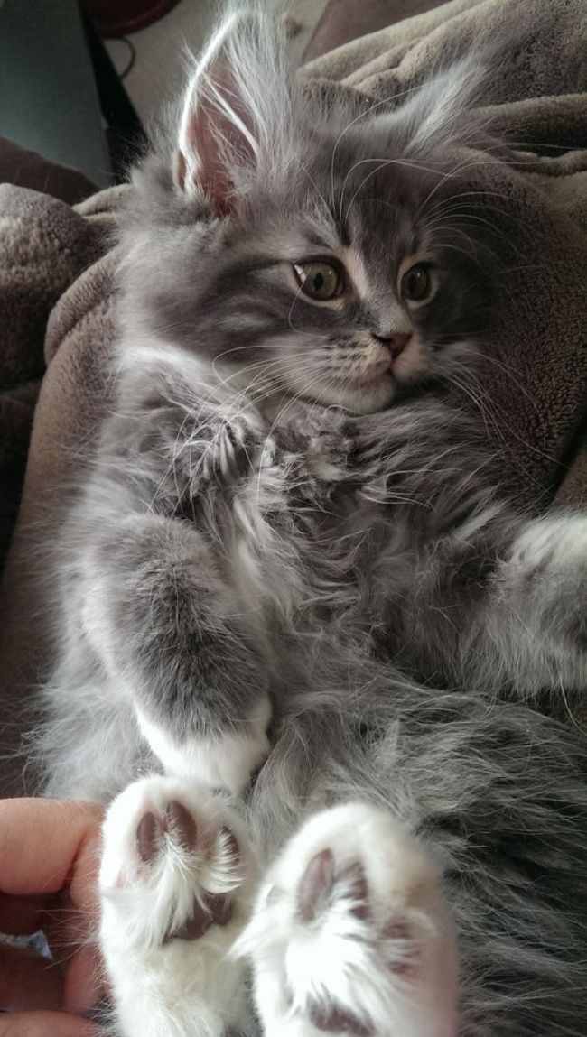 Гигантские коты, которых невозможно не любить - 326652 Гигантские коты, которых невозможно не любить - фото 326652