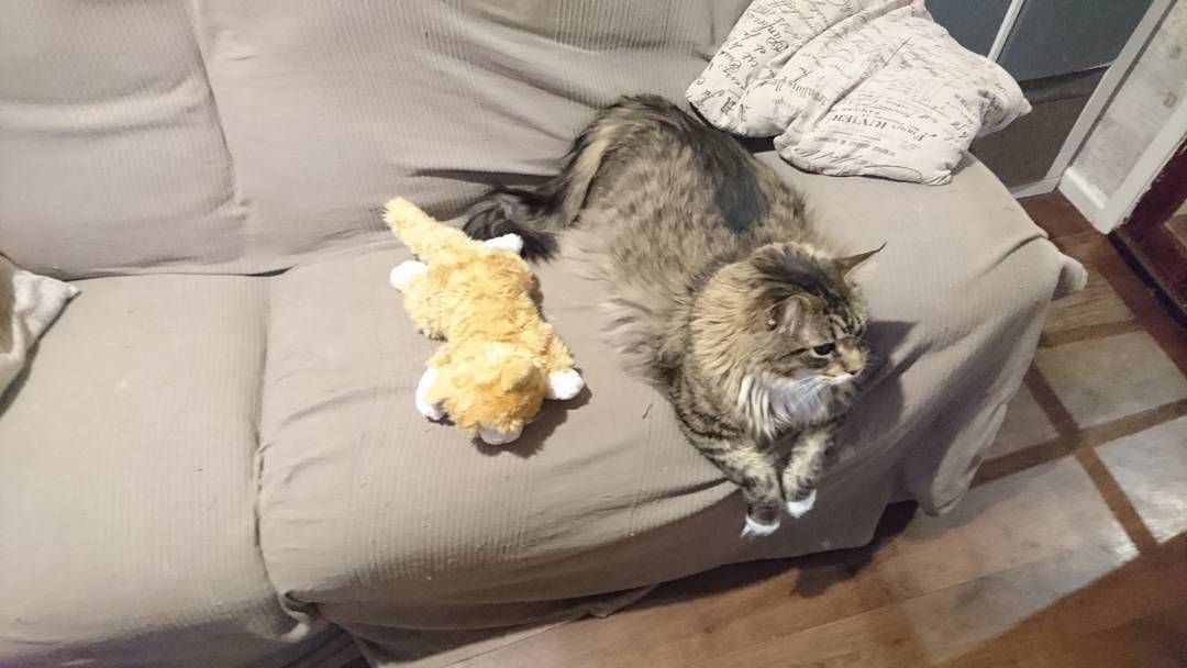 Гигантские коты, которых невозможно не любить - 326655 Гигантские коты, которых невозможно не любить - фото 326655