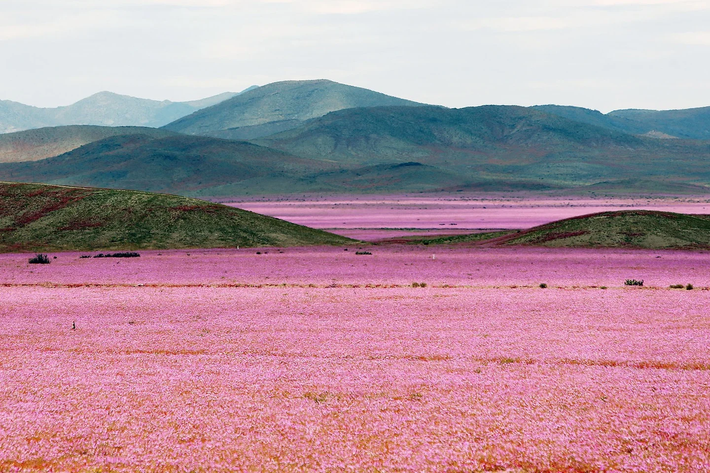 Унікальне явище: зацвіла найсухіша пустеля світу - фото 328699
