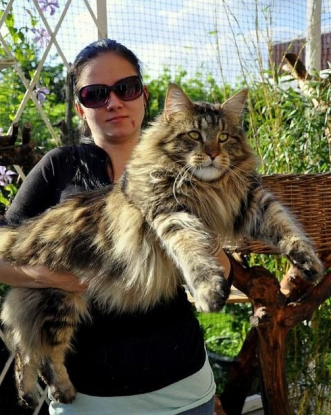 Гігантські коти, яких неможливо не любити - фото 326651