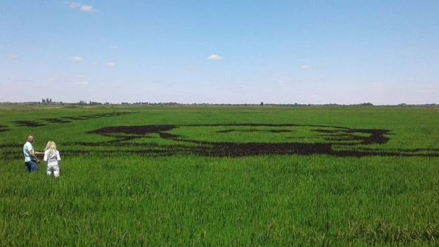 На херсонском поле из риса вырастили гигантский портрет Шевченко - фото 327597
