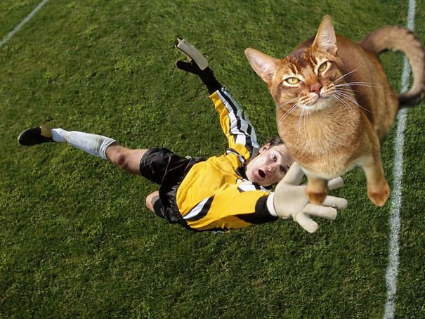 Коти і футбол: фото, які оцінить кожен справжній чоловік - фото 327893