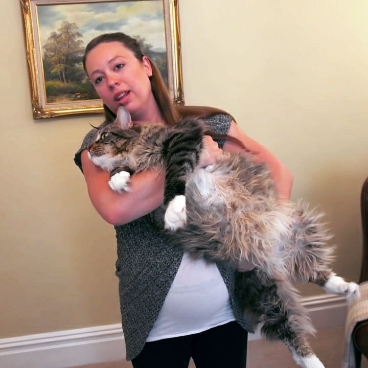 Гигантские коты, которых невозможно не любить - 326654 Гигантские коты, которых невозможно не любить - фото 326654