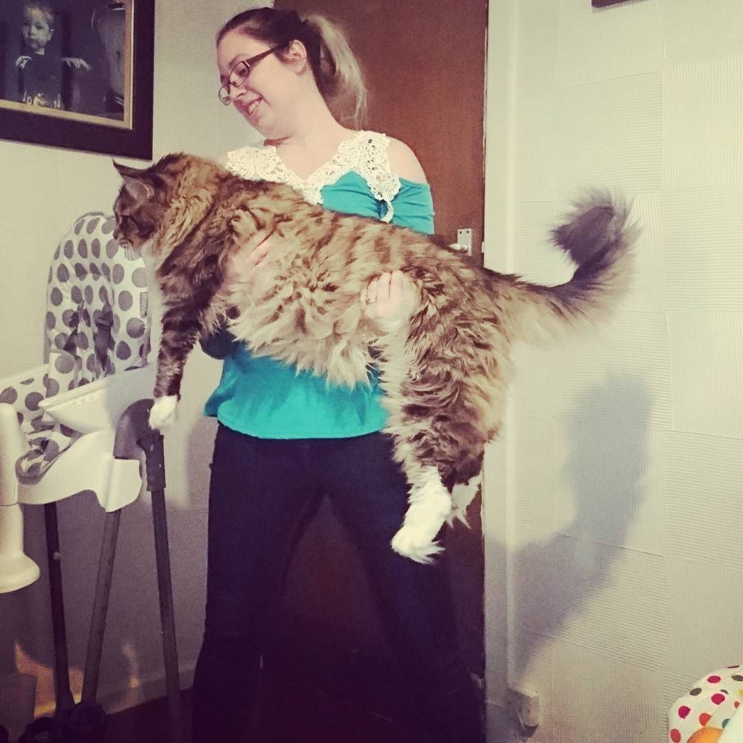 Гигантские коты, которых невозможно не любить - 326657 Гигантские коты, которых невозможно не любить - фото 326657