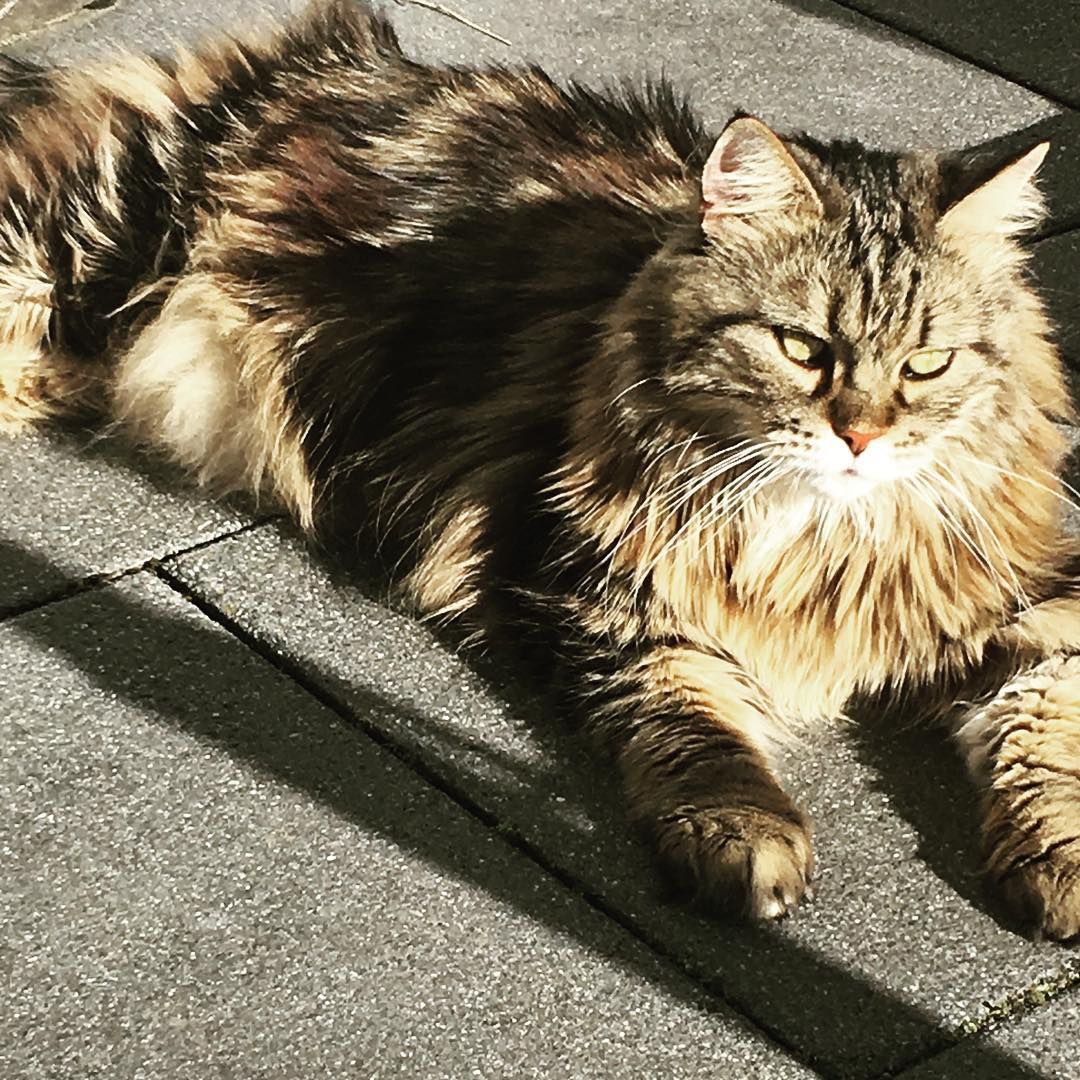 Гигантские коты, которых невозможно не любить - 326667 Гигантские коты, которых невозможно не любить - фото 326667