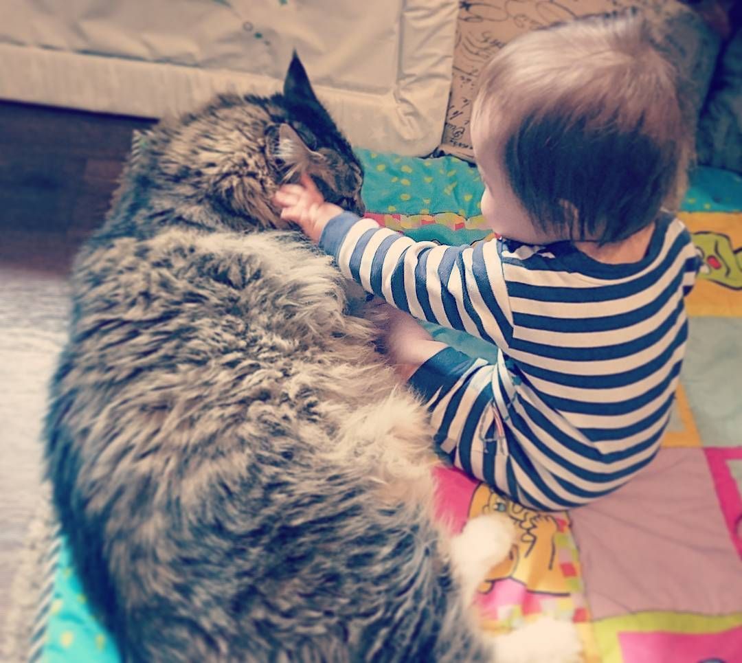 Гигантские коты, которых невозможно не любить - 326661 Гигантские коты, которых невозможно не любить - фото 326661