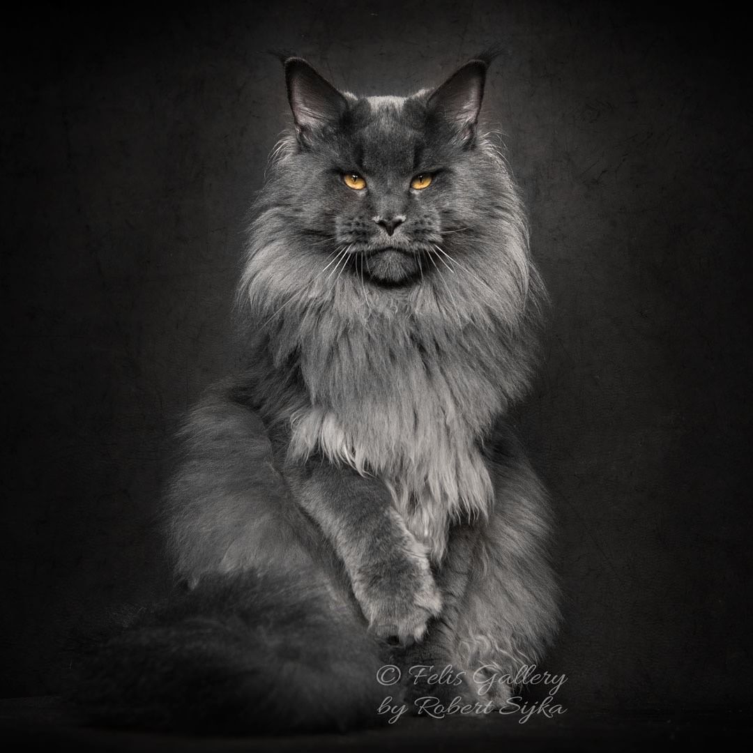 Гигантские коты, которых невозможно не любить - 326662 Гигантские коты, которых невозможно не любить - фото 326662