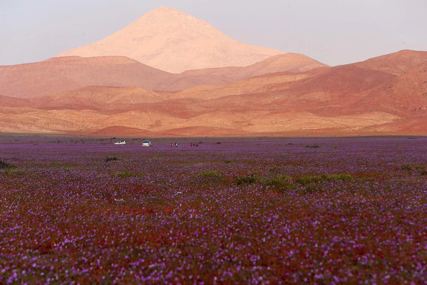 Уникальное явление: зацвела самая сухая пустыня мира - фото 328700