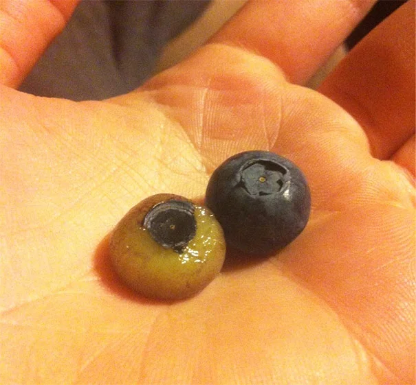Фото этих голых фруктов заставят вас чувствовать себя неудобно - фото 326746