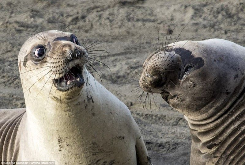 Найсмішніші фото тварин показали на конкурсі Comedy Wildlife Photography Awards 2017 - фото 326198