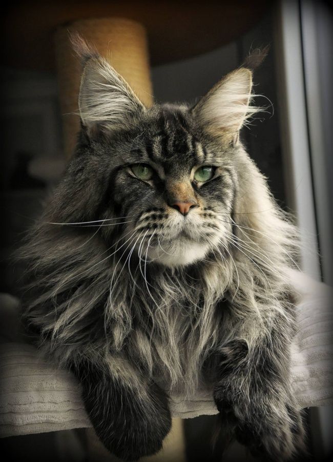 Гигантские коты, которых невозможно не любить - 326653 Гигантские коты, которых невозможно не любить - фото 326653