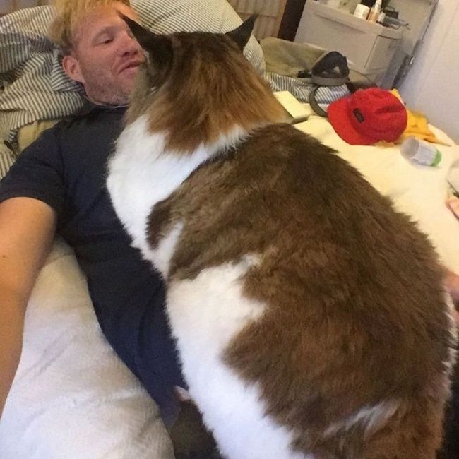 Гигантские коты, которых невозможно не любить - 326649 Гигантские коты, которых невозможно не любить - фото 326649