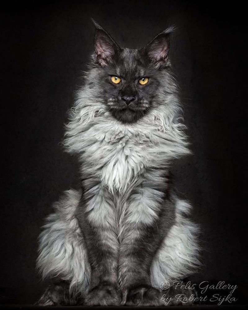 Гигантские коты, которых невозможно не любить - 326659 Гигантские коты, которых невозможно не любить - фото 326659