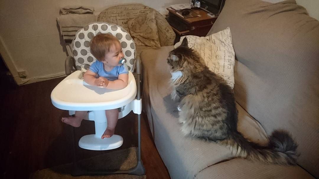 Гигантские коты, которых невозможно не любить - 326656 Гигантские коты, которых невозможно не любить - фото 326656