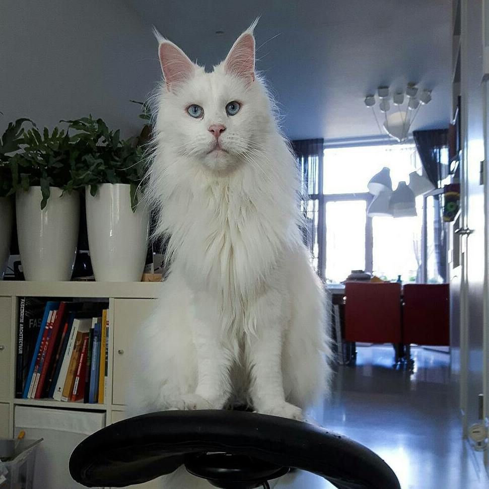 Гигантские коты, которых невозможно не любить - 326666 Гигантские коты, которых невозможно не любить - фото 326666