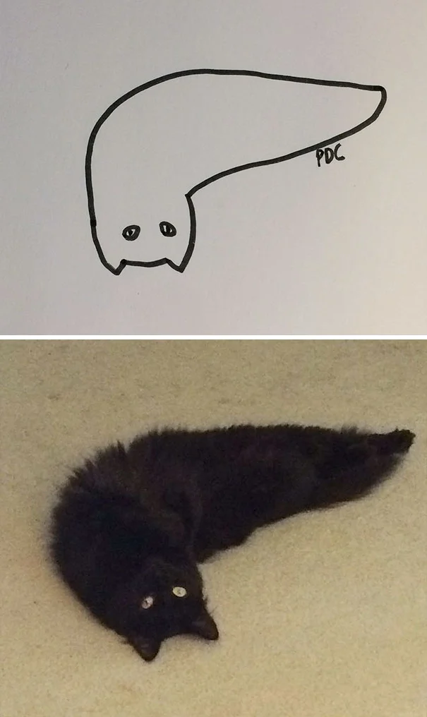 Художник з почуттям гумору перетворює дурні фото котів у ще дурніші малюнки - фото 328640
