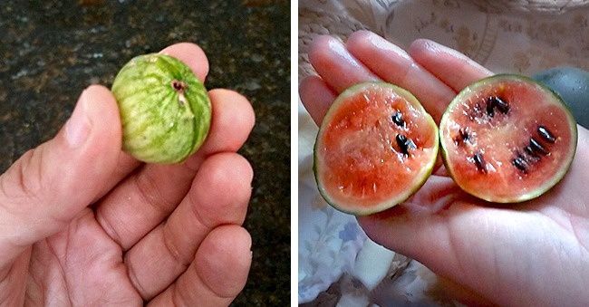 Странные продукты, которые вы никогда в жизни не захотите есть - фото 334697