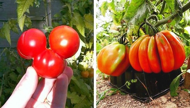 Странные продукты, которые вы никогда в жизни не захотите есть - фото 334705