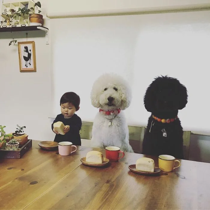 Маленька японка вважає себе пуделем і дружить з гігантськими собаками - фото 331281
