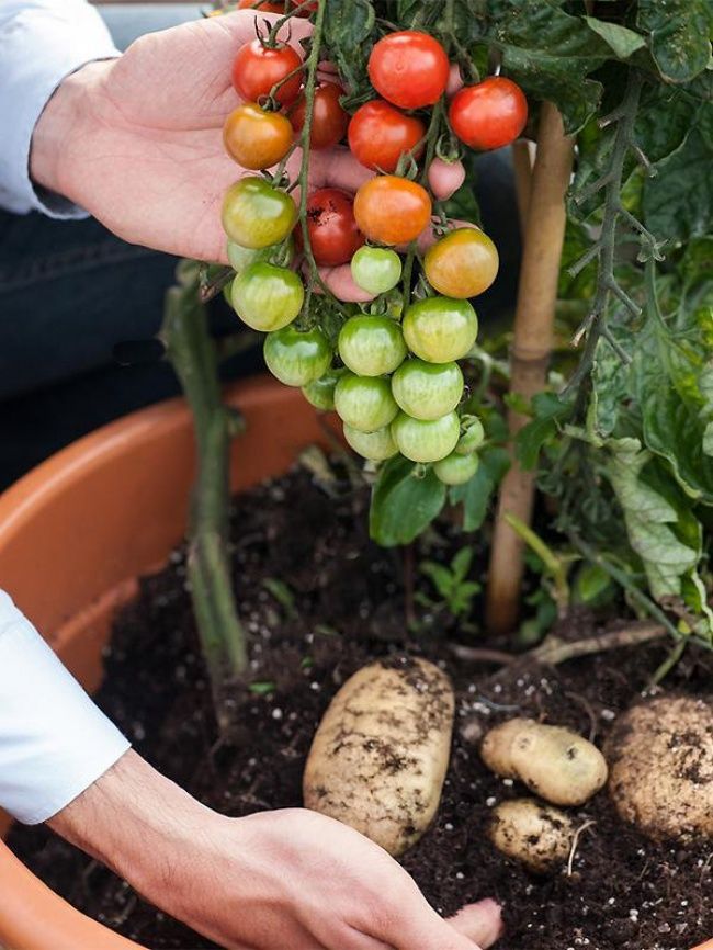 Странные продукты, которые вы никогда в жизни не захотите есть - фото 334699