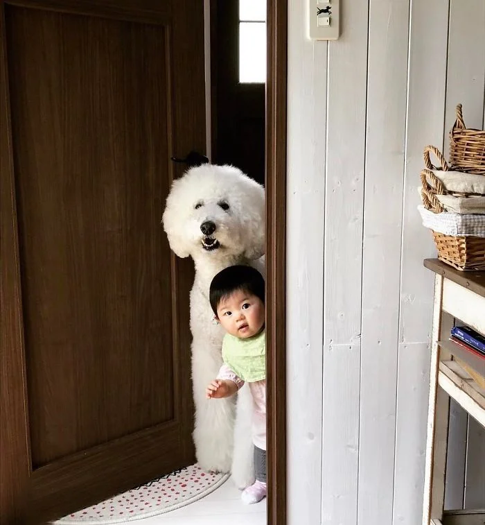 Маленька японка вважає себе пуделем і дружить з гігантськими собаками - фото 331284