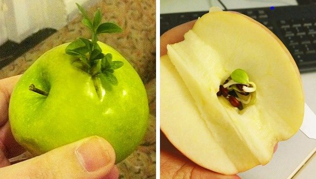 Странные продукты, которые вы никогда в жизни не захотите есть - фото 334691