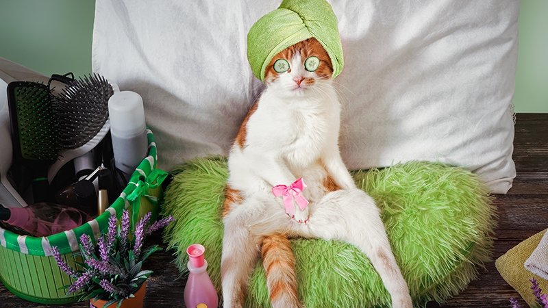 12 цікавих фактів про котиків, про які ви навіть не здогадувалися - фото 331878