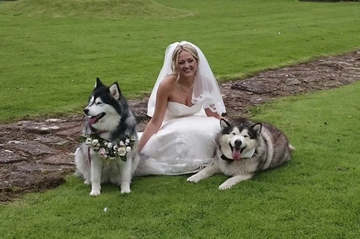 Как мило: пара сделала своих собак свидетелями на свадьбе - фото 331145