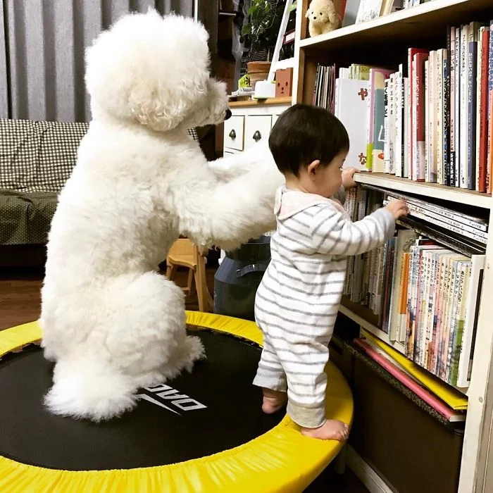 Маленька японка вважає себе пуделем і дружить з гігантськими собаками - фото 331285