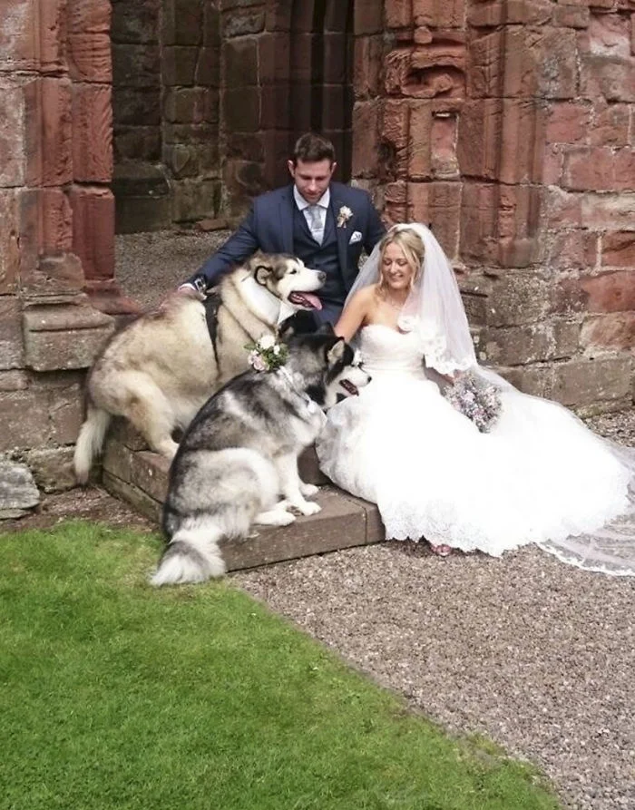 Как мило: пара сделала своих собак свидетелями на свадьбе - фото 331152
