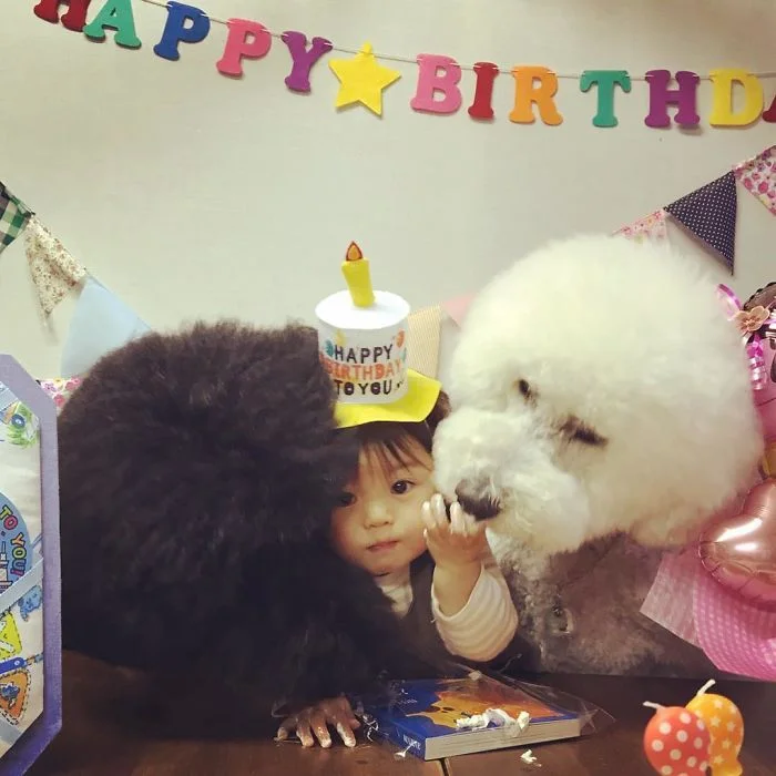 Маленькая японка считает себя пуделем и дружит с гигантскими собаками - фото 331287