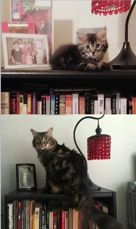 Жизнь кошачья: как пушистые создания меняются с годами - фото 331917