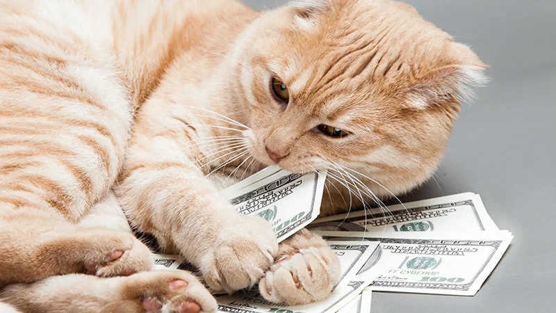 Коты-богачи: сотрудница ООН оставила 300 000 долларов наследства своим любимцам - фото 335365