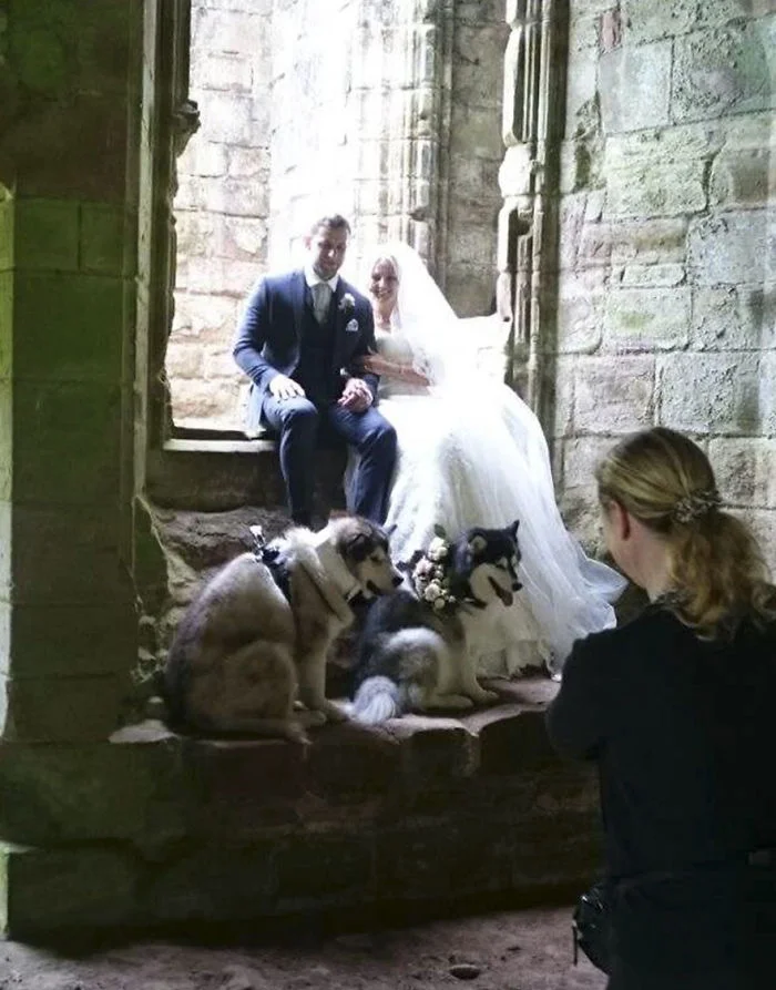 Как мило: пара сделала своих собак свидетелями на свадьбе - фото 331148