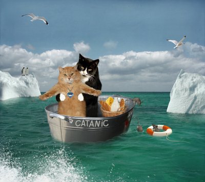Желаю купаться в счастье. Занавеска в ванную с котом. Кот на море. Штора для ванны с котом. Коты в лодке.