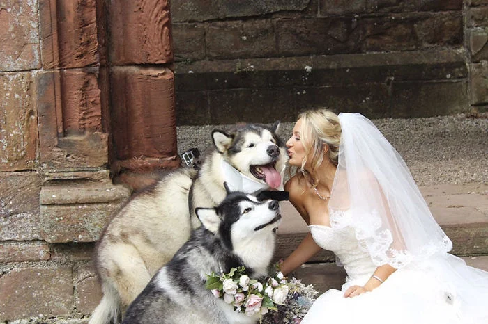 Как мило: пара сделала своих собак свидетелями на свадьбе - фото 331146