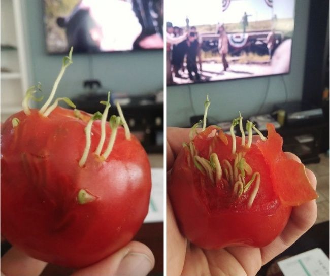Странные продукты, которые вы никогда в жизни не захотите есть - фото 334702