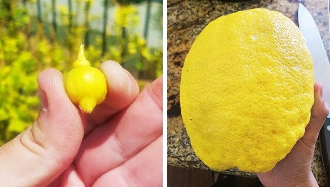 Странные продукты, которые вы никогда в жизни не захотите есть - фото 334703