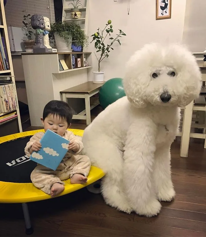 Маленька японка вважає себе пуделем і дружить з гігантськими собаками - фото 331297