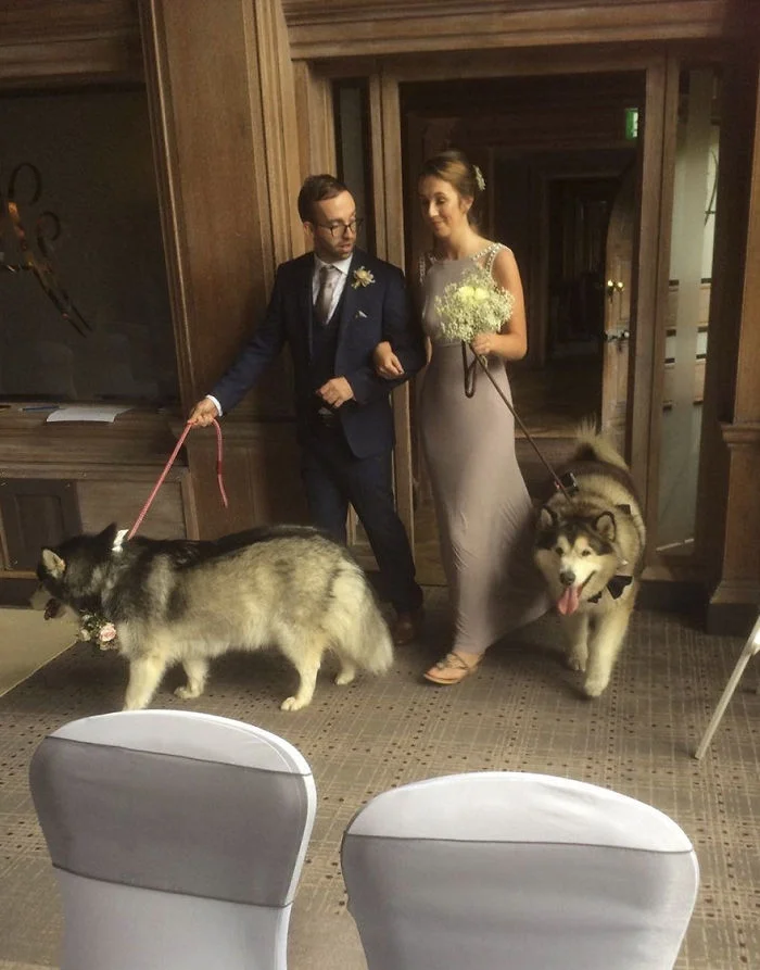Как мило: пара сделала своих собак свидетелями на свадьбе - фото 331149