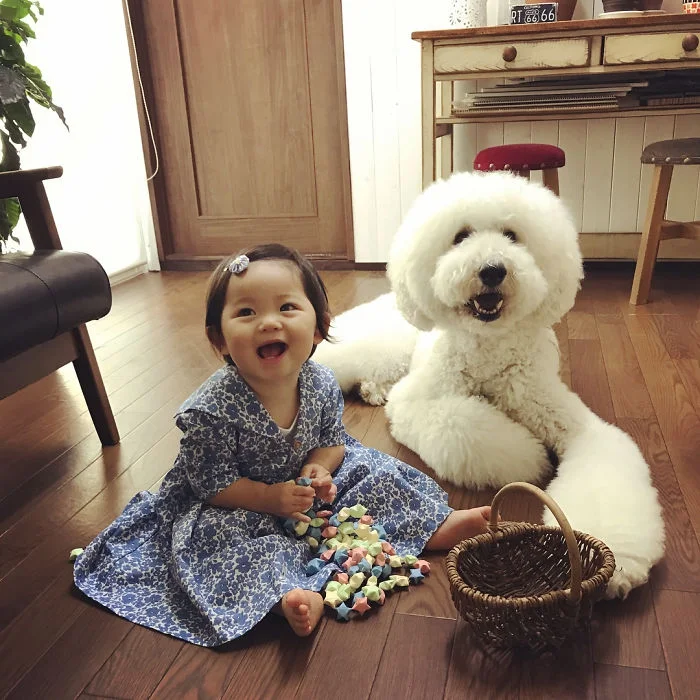 Маленька японка вважає себе пуделем і дружить з гігантськими собаками - фото 331293