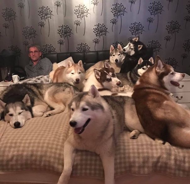 Фото, які доводять всю епічність життя з великою кількістю домашніх тварин - 340251 Фото, які доводять всю епічність життя з великою кількістю домашніх тварин - фото 340251