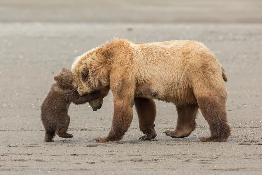 Обійми ведмедів та кохання рибок: переможці фотоконкурсу дикої природи 2017 - фото 339099