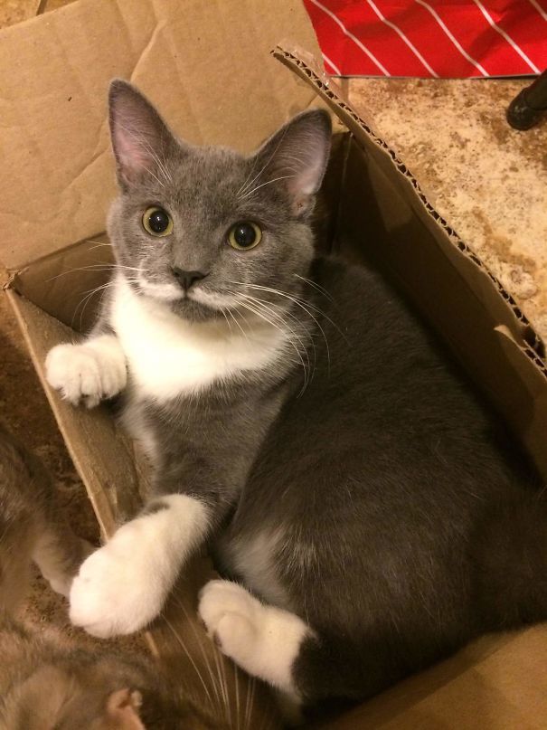 Котики, которые стали мировыми звездами благодаря своей удивительной окраске - 338681 Котики, которые стали мировыми звездами благодаря своей удивительной окраске - фото 338681