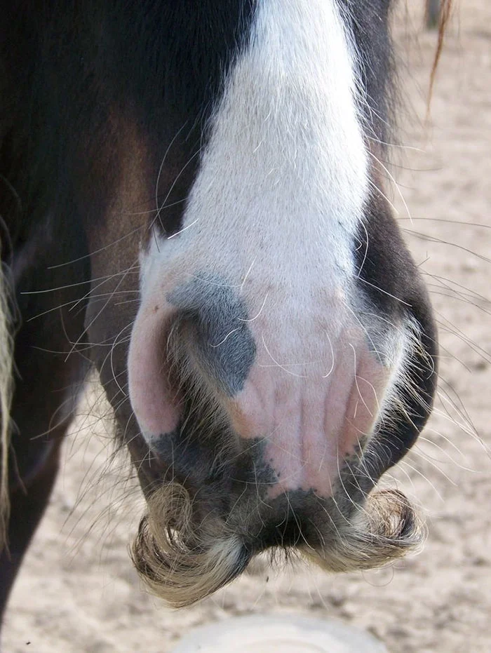 Фермер сделал своим лошадям усы и это очень смешно - фото 341686
