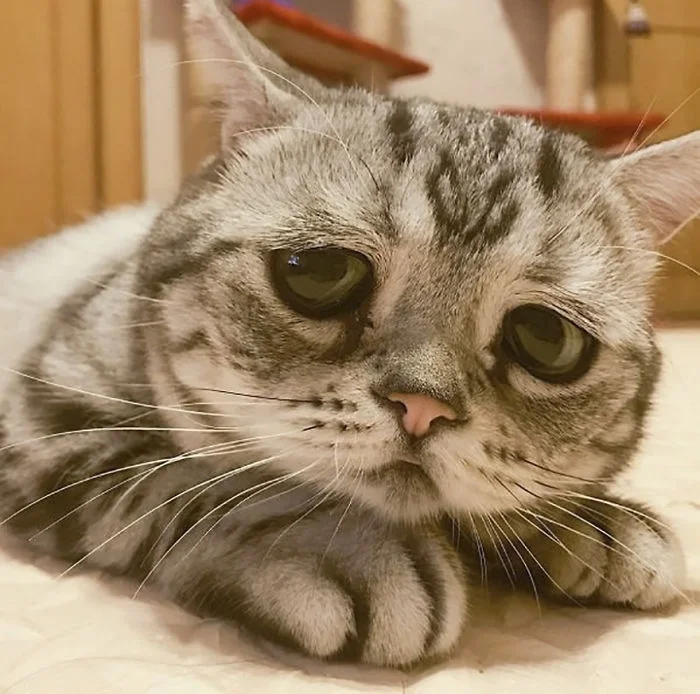 Знайомтесь з Луху, найсумнішою кішкою у світі - вона дуже мила - фото 339700