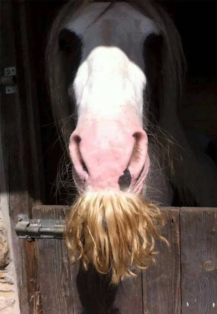 Фермер сделал своим лошадям усы и это очень смешно - фото 341690