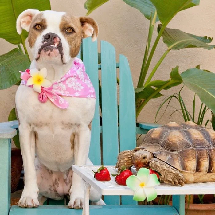 Трогательная дружба: собака и черепаха, которые в восторге друг от друга - фото 338830