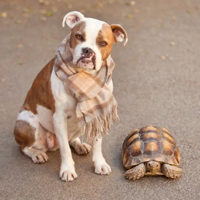 Зворушлива дружба: собака і черепаха, які в захваті один від одного - фото 338823