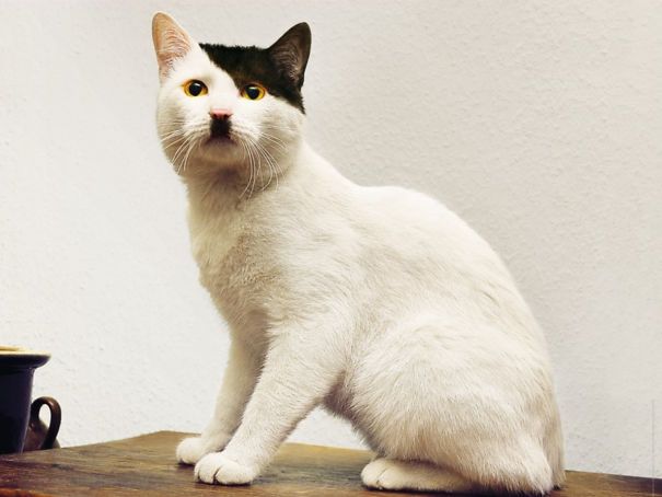 Котики, которые стали мировыми звездами благодаря своей удивительной окраске - 338676 Котики, которые стали мировыми звездами благодаря своей удивительной окраске - фото 338676